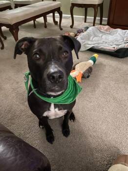 Rescue Labrador Retriever Dogs for Adoption in Encinitas, California - Holly (Courtesy Listing) | PetCurious