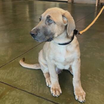 Rick -  German Shepherd Dog and Cane Corso Dog for Adoption in Cheyenne, Wyoming - Rick | PetCurious