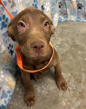 Labrador Retriever and Mixed Breed Dogs Available for Adoption in Rosenberg, Texas - BROWNIE | PetCurious