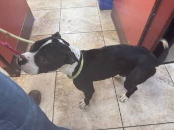 Fara -  Mixed Breed Dog for Adoption in Cincinnati, Ohio - Fara | PetCurious
