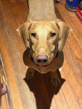 Rescue Dachshund Dogs for Adoption in Fort Walton Beach, Florida - Frankie | PetCurious