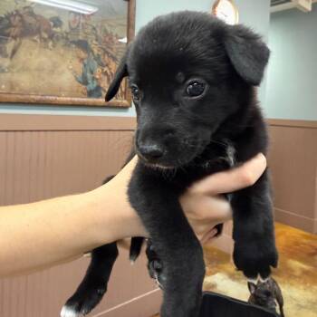 Solo Male -  Mixed Breed Dog for Adoption in Montgomery, Texas - Solo Male | PetCurious