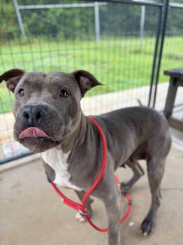 Breezy -  American Bully Dog for Adoption in Winnsboro, South Carolina - Breezy | PetCurious