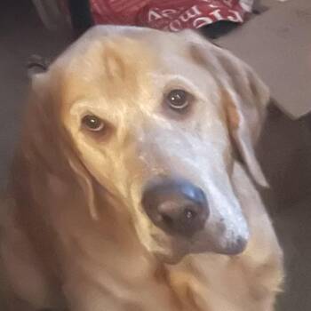 Finnley -  Labrador Retriever Dog for Adoption in Corvallis, Oregon - Finnley | PetCurious