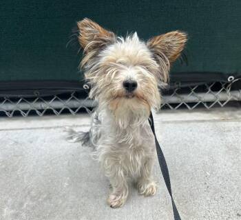 TITAN -  Terrier and Mixed Breed Dog for Adoption in Martinez, California - TITAN | PetCurious