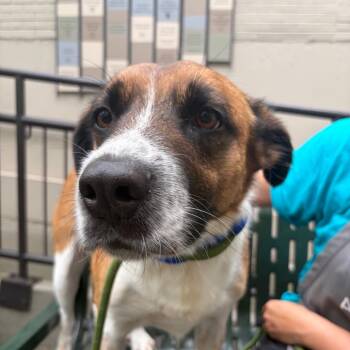 Ranger -  Shepherd Dog for Adoption in Chicago, Illinois - Ranger | PetCurious