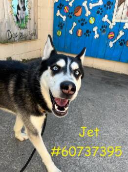 Husky Dogs Available for Adoption in Wilkes-barre, Pennsylvania - Jet  | PetCurious