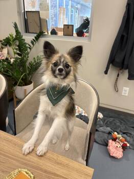 Papillon Dogs Available for Adoption - Nugget | PetCurious