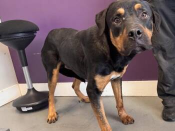 Chucky -  Rottweiler Dog for Adoption in Salt Lake City, Utah - Chucky | PetCurious