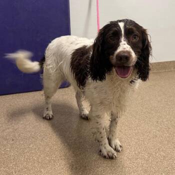 Nita -  Mixed Breed and Spaniel Dog for Adoption in League City, Texas - Nita | PetCurious