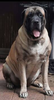 Maggie -  Mastiff Dog for Adoption in Martinsville, Indiana - Maggie | PetCurious