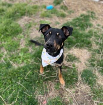 Catahoula Leopard Dog and Collie Dogs Available for Adoption - Sedona | PetCurious