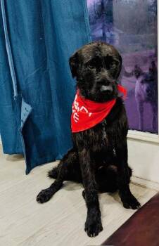 Giant Schnauzer Dogs Available for Adoption in Mcallen, Texas - Mr. T | PetCurious
