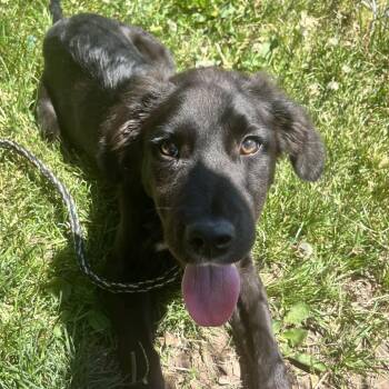 Poe -  Mixed Breed Dog for Adoption in East Hanover, New Jersey - Poe | PetCurious