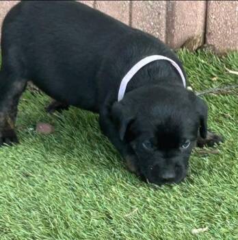 Violet -  Labrador Retriever and Mixed Breed Dog Available for Adoption in Warr Acres, Oklahoma - Violet | PetCurious