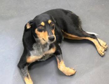Keelie -  Australian Kelpie and Mixed Breed Dog for Adoption in Picayune, Mississippi - Keelie | PetCurious