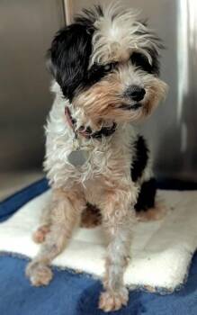 Shih Tzu and Mixed Breed Dogs Available for Adoption in Fort Lauderdale, Florida - FLORES | PetCurious
