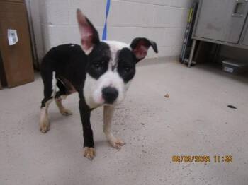 (59) -  Pit Bull Terrier Dog for Adoption in Marietta, Georgia - (59) | PetCurious