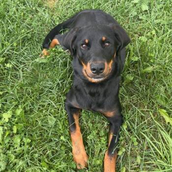 Bailey -  Mixed Breed Dog for Adoption in Cooperstown, New York - Bailey | PetCurious