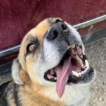 Bellaboo (20260904-03) -  Husky Dog for Adoption in Niagara Falls, Ontario - Bellaboo (20260904-03) | PetCurious