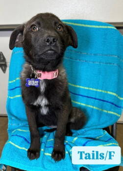Rescue Labrador Retriever Dogs for Adoption in Hillside, Illinois - Tails | PetCurious