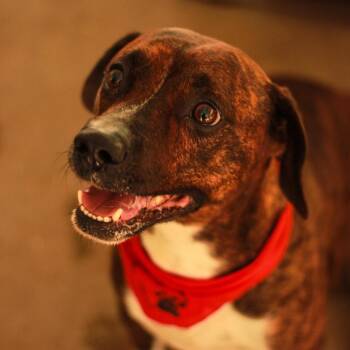 Milton -  Hound and Mixed Breed Dog for Adoption in South Elgin, Illinois - Milton | PetCurious