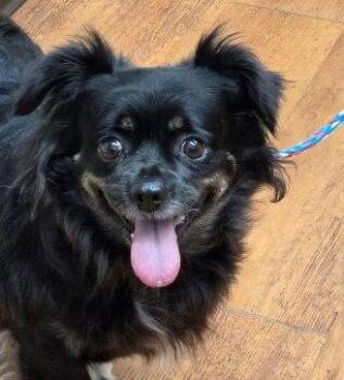 Carly -  Spaniel Dog for Adoption in Evergreen, Colorado - Carly | PetCurious