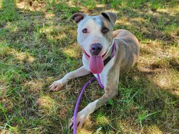 Joel -  Pit Bull Terrier Dog for Adoption in Jersey City, New Jersey - Joel | PetCurious