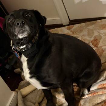 Labrador Retriever and Beagle Dogs Available for Adoption - Little Bear | PetCurious