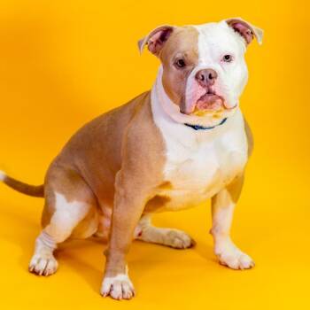 Pit Bull Terrier Dogs Available for Adoption in Wilmington, Delaware - Chunky | PetCurious