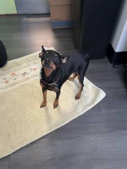 PENNY LANE -  Miniature Pinscher Dog for Adoption in Rancho Cucamonga, California - PENNY LANE | PetCurious