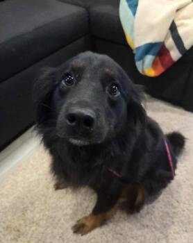 Rescue Shepherd Dogs for Adoption in Puyallup, Washington - James | PetCurious