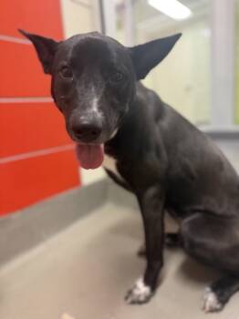 Rescue Mixed Breed Dogs for Adoption in Dallas, Texas - Cocoa | PetCurious