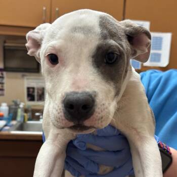 Luanne -  Pit Bull Terrier and None Dog for Adoption in Birmingham, Alabama - Luanne | PetCurious