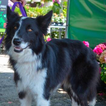 Jax -  Border Collie Dog for Adoption in Kansas City, Missouri - Jax | PetCurious