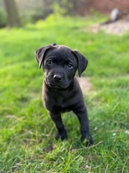 Labrador Retriever and Terrier Dogs Available for Adoption in South Elgin, Illinois - Kallie | PetCurious