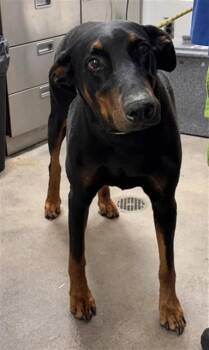 DUECE -  Doberman Pinscher Dog for Adoption - DUECE | PetCurious