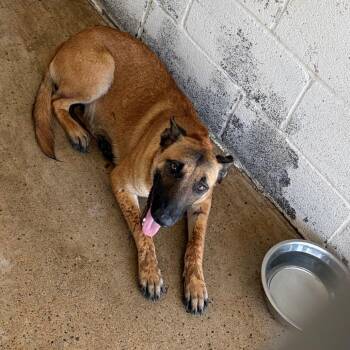 Luna -  Belgian Shepherd Malinois and Rhodesian Ridgeback Dog for Adoption in Edinburg, Texas - Luna | PetCurious