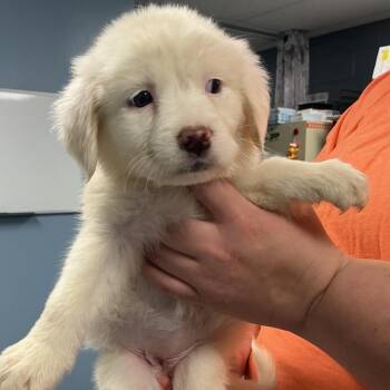 Mixed Breed Dogs Available for Adoption - Icon | PetCurious