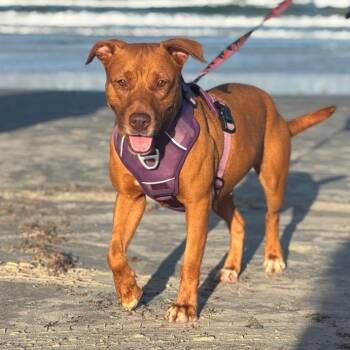 Sienna -  Terrier and Mixed Breed Dog for Adoption in Corpus Christi, Texas - Sienna | PetCurious
