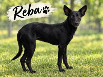 Reba -  Terrier Dog for Adoption in Kenedy, Texas - Reba | PetCurious