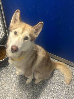 Rescue Husky Dogs for Adoption in Angola, Indiana - Ginger | PetCurious