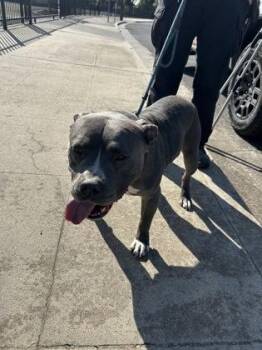 Smokey -  Pit Bull Terrier and Mixed Breed Dog for Adoption in Fresno, California - Smokey | PetCurious