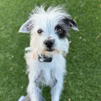 Chihuahua and Miniature Poodle Dogs Available for Adoption - Lolli | PetCurious