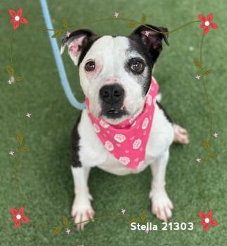 STELLA -  Staffordshire Bull Terrier and Pit Bull Terrier Dog for Adoption in Marietta, Georgia - STELLA | PetCurious