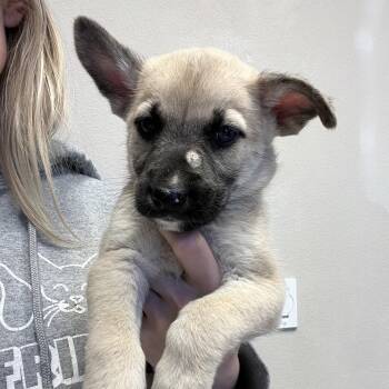 Mixed Breed Dogs Available for Adoption in Bismarck, North Dakota - George | PetCurious