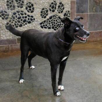Azure -  Husky and Mixed Breed Dog for Adoption in Versailles, Kentucky - Azure | PetCurious