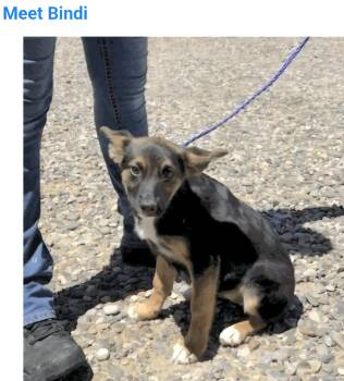 Bindi -  Australian Cattle Dog Blue Heeler Dog for Adoption in Salt Lake City, Utah - Bindi | PetCurious