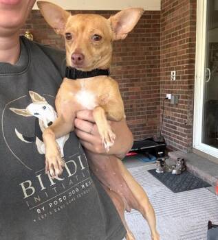 Honey -  Chihuahua Dog for Adoption in Boulder, Colorado - Honey | PetCurious