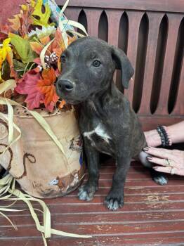 Rescue Black Labrador Retriever Dogs for Adoption in Cleveland, Oklahoma - Runt | PetCurious